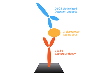 Gamme d’anticorps monoclonaux anti-rabiques : CLONES D1-25 et 1112-1