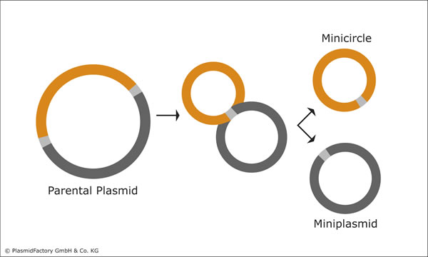 La technologie des mini-cercles de PlasmidFactory a contribué au succès de la thérapie cellulaire CAR-T