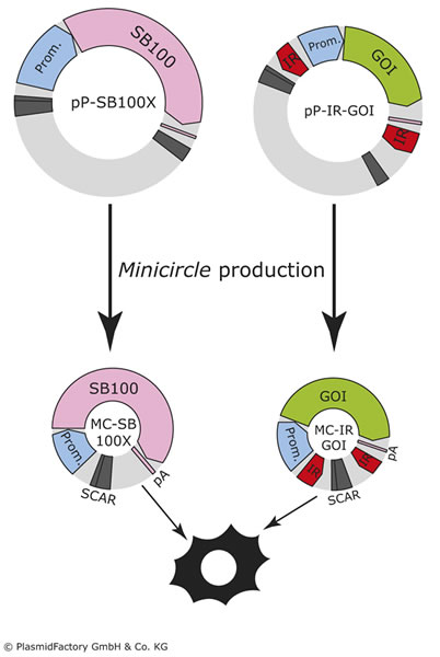 La technologie des mini-cercles de PlasmidFactory a contribué au succès de la thérapie cellulaire CAR-T