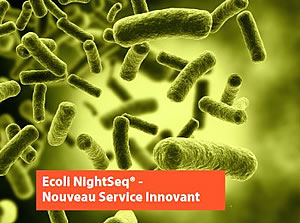 Ecoli Night Seq – Séquençage Sanger directement sur colonie